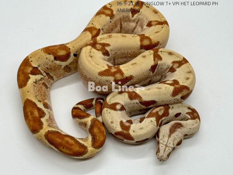 SUNGLOW T+ VPI HET LEOPARD PH ANERY